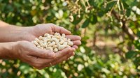 Farmer holding handful of harvested chickpeas in cupped hands with green crop field blurred in background, agricultural produce and farming concept.