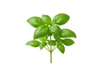 Fresh green basil herb isolated on white background, ready for culinary design, cooking graphics, and food packaging projects.