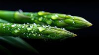 Fresh green asparagus tips with water drops and morning dew on dark background, macro photography showing vegetable texture and natural moisture.