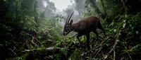 Wild antelope grazing in misty tropical rainforest with lush green vegetation and atmospheric fog creating moody wildlife scene for nature photography.