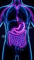 Neon glowing digestive system anatomy with vibrant magenta and cyan internal organs highlighted against dark background for medical education.