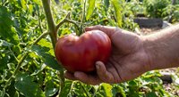 Hand holding fresh ripe red tomato in organic garden with green plants. Homegrown vegetable harvest concept for healthy eating and sustainable farming.