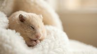 Adorable baby hamster sleeping peacefully in soft white blanket with tiny paws visible. Cute pet rodent resting in cozy bedding for animal care concepts.