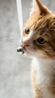 Orange tabby kitten drinking water from metal faucet showing natural thirst behavior and domestic pet care routine in home environment.