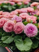 Pink ranunculus flowers in full bloom with layered petals and green leaves, creating soft romantic garden atmosphere. Macro floral photography for spring decor.