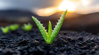 Young aloe vera plant sprouting from rich dark soil at sunrise, showing fresh green leaves with spiky edges against warm golden morning light and blurred background.