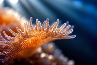 Vibrant orange sea anemone tentacles with detailed texture against dark blue background, showcasing delicate marine life in macro photography. Perfect for nature publications.
