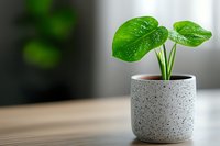 Young Monstera deliciosa plant with bright green heart-shaped leaves growing in modern speckled gray ceramic pot on wooden surface against blurred background.