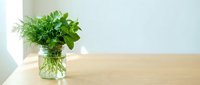 Fresh green herbs in glass jar on wooden table near window with natural light for cooking and culinary decoration in modern kitchen interior.