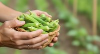 Hands holding fresh green beans in wicker basket against blurred garden background. Harvest, organic farming, and healthy food concept for agricultural and culinary use.