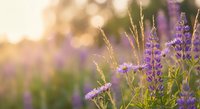 Purple wildflowers and grass stems in golden sunset light creating dreamy bokeh background for nature photography and wellness content.