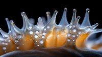 Macro photography of sea slug gills showing translucent spikes with orange and white spots against dark background, revealing intricate natural patterns and textures.