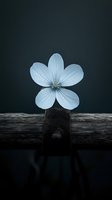 Delicate white flower with five petals against dark background, balanced on wooden surface. Moody nature photography with dramatic lighting and minimalist composition.