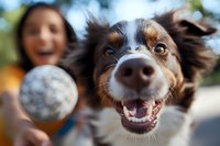 Playful Australian Shepherd dog with bright blue eyes catching ball in mid-air, showing happy expression with open mouth and tongue out, blurred female owner in background.