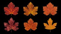 Six autumn maple leaves in red, orange, and brown tones, isolated on transparent background. Ready for fall clipart, stickers, t-shirt design, sublimation, and print on demand.