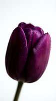 Deep purple tulip with water droplets on petals against white background, isolated for design use on merchandise, invitations, and floral compositions.