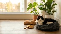 Fluffy black and white cat resting in a woven pet bed near houseplants and wooden bowls on a sunlit hardwood floor.