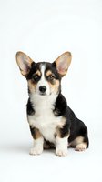 Adorable corgi puppy with tricolor coat sitting on white background, isolated for pet care and animal lover designs.