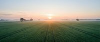 Golden sunrise over vast green agricultural field with neat crop rows stretching to horizon, misty morning atmosphere ideal for farming, agriculture, and rural landscape projects.