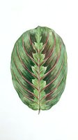 Isolated tropical leaf with burgundy striping and green variegation on white background, suitable for botanical design, home decor, and nature-themed projects.