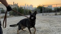 German Shepherd dog on leash at urban park during golden hour sunset with city skyline background. Pet training and exercise concept for active lifestyle.