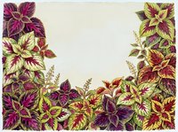 Colorful foliage plants with variegated magenta, yellow and green leaves arranged as decorative border frame on neutral background, suitable for botanical designs.