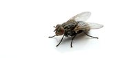 Closeup of a common housefly with detailed wings and body texture isolated on white background, suitable for educational materials, pest control websites, and scientific publications.