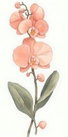 Delicate coral pink orchid branch with blooming flowers and green leaves on white background, botanical art style illustration suitable for wall decor and stationery.