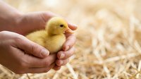 Young yellow duckling held gently in human hands over straw bedding, symbolizing care, nurture, and new life for farming and agriculture content.