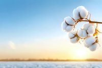 Fluffy white cotton bolls on a branch against a golden sunset sky over a snowy field, showcasing natural fiber harvest beauty.