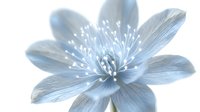 Delicate blue flower with translucent petals and visible veining, isolated on white background. Suitable for botanical designs, wellness graphics, and nature-themed projects.