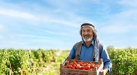 Middle-aged man with dark hair and beard, wearing traditional Middle Eastern headdress and blue shirt, holding wooden crate of fresh red tomatoes in agricultural field during harvest season.