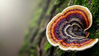 Colorful bracket fungus growing on moss-covered tree trunk displaying natural concentric rings and vibrant orange purple brown patterns in forest environment.