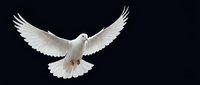 White dove flying with outstretched wings against dark background symbolizing peace, freedom and spirituality for religious and conceptual designs.