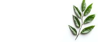 Green fresh bay laurel branch with glossy leaves isolated on white background, minimalist botanical composition for culinary and design projects.