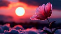 Pink poppy flower silhouetted against dramatic sunset sky with glowing sun. Dreamy atmospheric nature photography with soft focus and vibrant red and purple colors.