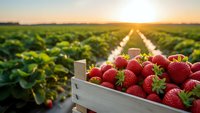 Fresh ripe strawberries in wooden crate at sunrise over agricultural field rows. Organic berry harvest concept for healthy eating and farming.