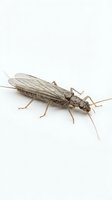 Mayfly insect isolated on white background, showing detailed wings, segmented body, and long tail filaments. Suitable for educational materials, entomology resources, and nature publications.