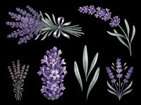Lavender flowers and leaves isolated on transparent background, ready for t-shirt design, clipart, stickers, sublimation and print-on-demand products.