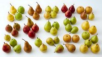 Assorted fresh pears and apples arranged on white background, showcasing variety of cultivars in yellow, green, red and brown tones for food styling and culinary projects.