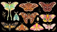 Luna moth with pale wings and yellow markings, brown patterned moths with detailed wing spots, pink and yellow moth with large eye markings, and smaller delicate moths isolated on transparent background. Ready for t-shirt design, clipart, stickers, sublimation, and print-on-demand products.