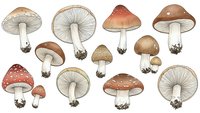 Hand-drawn mushroom collection featuring various fungi species with detailed caps, stems and gills in earthy tones isolated on white background.