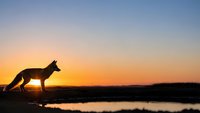 Wolf silhouette standing by water during golden hour sunset with orange and purple sky colors reflecting on calm lake surface in wilderness landscape.