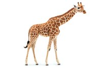 Reticulated giraffe standing in profile view on white background, detailed natural pattern and coloring shows distinctive markings of African wildlife species.