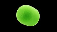 Bright green lime fruit isolated on transparent background, ready for clipart, t-shirt design, stickers, print-on-demand products, and sublimation projects.