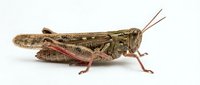 Grasshopper with brown and tan mottled wings and reddish legs isolated on white background, suitable for educational materials, nature guides, and design projects.