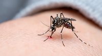 Mosquito biting human skin close-up macro shot showing insect feeding on blood for medical education and pest control awareness campaigns.