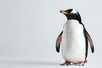 Gentoo penguin standing upright against light background, displaying distinctive white chest, black head markings and orange beak. Isolated wildlife portrait for nature designs.