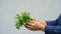 Fresh green parsley bunch held in mature male hand wearing blue shirt sleeve against neutral background, suitable for culinary, organic produce, and cooking content.