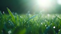 Fresh green grass blades covered in morning dew drops against blurred natural bokeh background, creating magical spring atmosphere in garden or lawn.